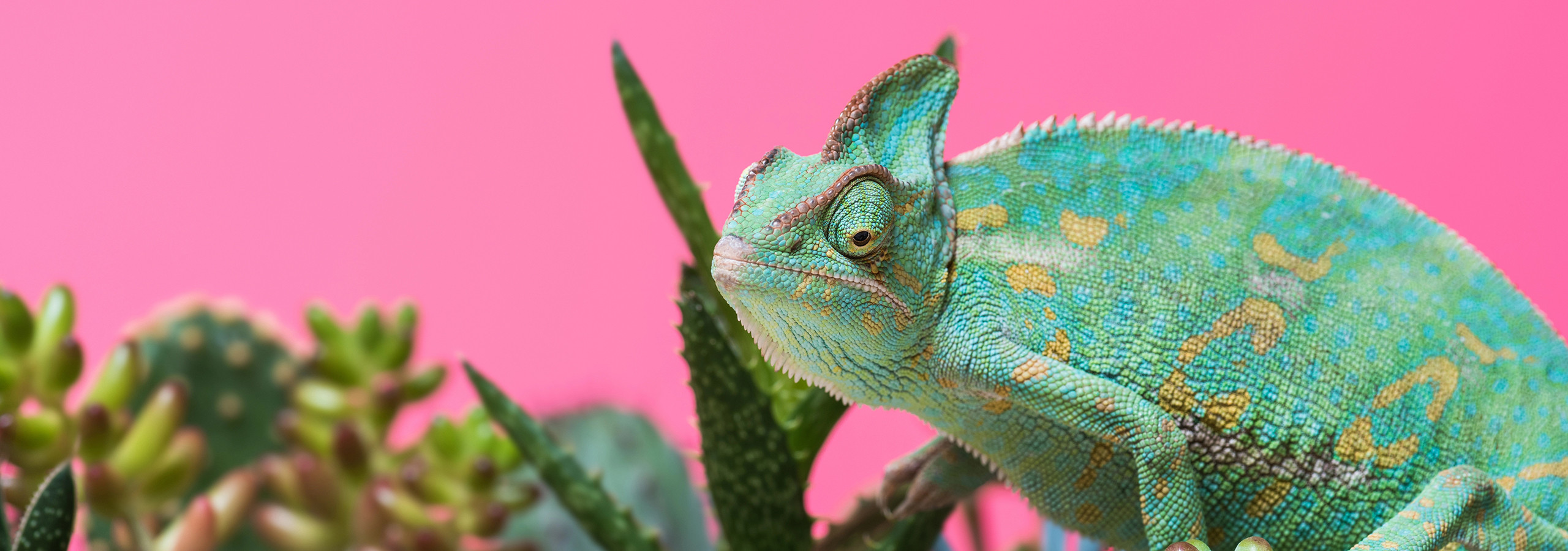 Ausschnitt eines Chamaeleon 